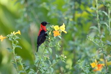 The red-collared myzomela (Myzomela rosenbergii) is a species of bird in the family Meliphagidae. It is found in New Guinea. 