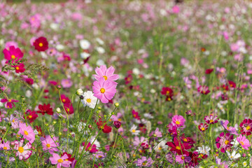 Obraz premium 秋晴れに咲き誇るピンクと白のカラフルなコスモス畑