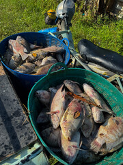 A large number of tilapia died.