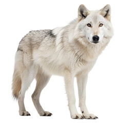 Obraz premium The wild spirit of the Arctic, this stunning wolf stands still, its intense gaze holding the darkness.