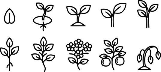 Botanical Growth Icons. Outline icon set of botanical plant growth stages: seed, sprout, seedling, young plant, mature plant, flowering, fruiting, wilting