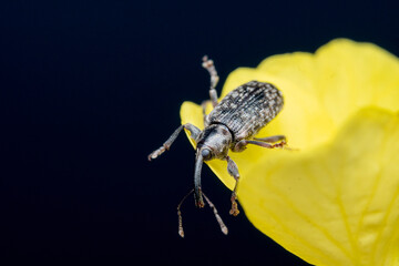  Grey Beetle On A Bright Yellow Flower Petal Against A Dark Background