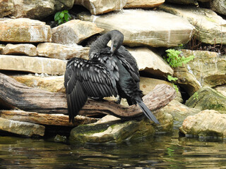 A little black cormorant is preening its feathers near a pond