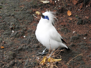Closeup footage of Bali myna also know as Rothschild's mynah, Bali starling, or Bali mynah