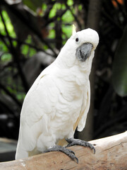 white and yellow macaw