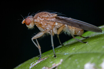 Small Brown Fly On A Green Leaf, Detail Of An Insect