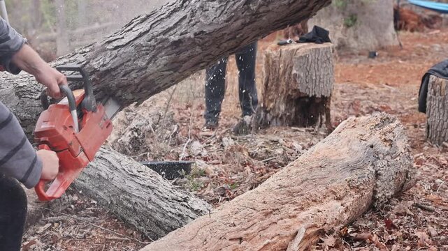 Worker uses chainsaw to fell tree in forest, tree stump in forested area