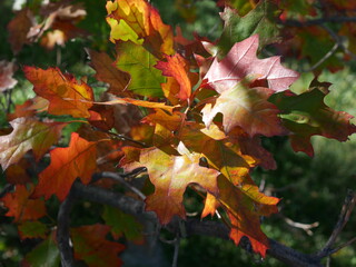 Colorful Autumn Leaves of Scarlet Oak (Quercus coccinea) in Colorado