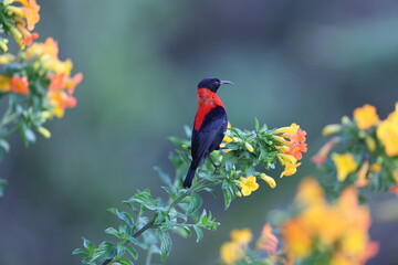 The red-collared myzomela (Myzomela rosenbergii) is a species of bird in the family Meliphagidae. It is found in New Guinea. 