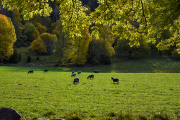 Sheep during sunny day in autumn
