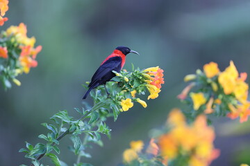 The red-collared myzomela (Myzomela rosenbergii) is a species of bird in the family Meliphagidae. It is found in New Guinea. 