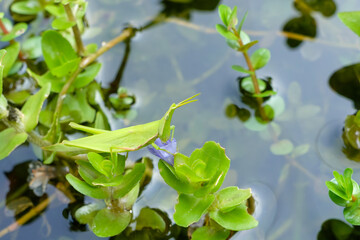 水辺の紫色の花に止まる緑色のバッタのマクロ写真