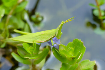 水草と紫の花に掴まる緑色のバッタのクローズアップ