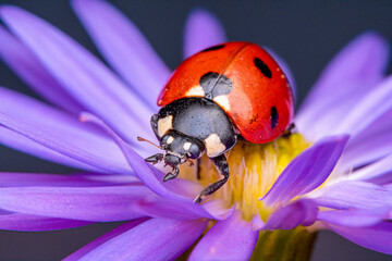 Red Ladybug On A Purple Flower, Macro Photography