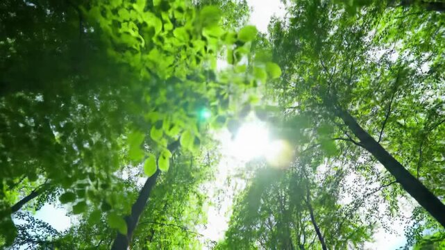 A low-angle wide video looking straight up into an ancient deciduous forest canopy with vibrant green, emerald leaves swaying, golden hour light, god rays, and anamorphic flares, serene natural