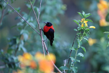 The red-collared myzomela (Myzomela rosenbergii) is a species of bird in the family Meliphagidae. It is found in New Guinea. 
