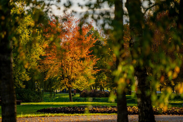 Colorful autumn trees in sunlight framed by tree trunks and green foliage in park environment showing natural depth, seasonal contrast, and layered landscape composition