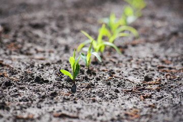 A row of young corn sprouts in a field. Spring time.
