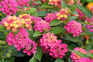 Pink and yellow Lantana camara, also known as wild sage, Gem Diva Pink, in flower.