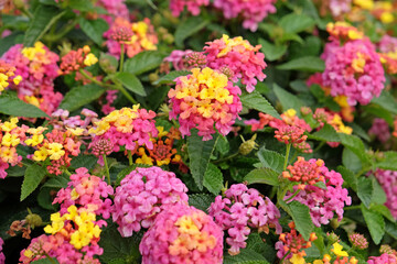 Pink and yellow Lantana camara, also known as wild sage, Shamrock Rose, in flower.