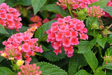 Pink and orange Lantana camara, also known as wild sage, Shamrock Peach, in flower.