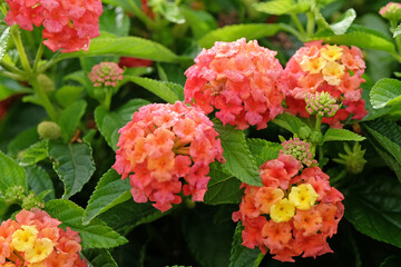 Orange and yellow Lantana camara, also known as wild sage, Blandolista Rose, in flower.