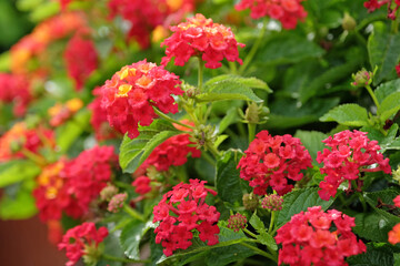 Red and yellow Lantana camara, also known as wild sage,Bandana Red, in flower.