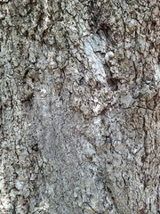 Close-up of tree bark and roots showing natural texture and rough surface, suitable as a background.