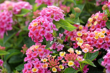 Pink and yellow Lantana camara, also known as wild sage, Bandana Hot Pink, in flower.