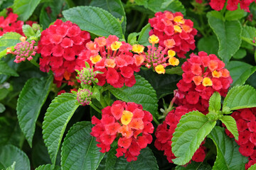 Red, orange, and yellow Lantana camara, also known as wild sage, Bandana Hot Blooded Red, in flower.