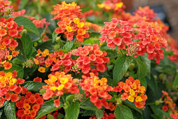 Orange and yellow Lantana camara, also known as wild sage, Lantropica Orange in flower.