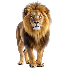 Obraz premium lion isolated on white