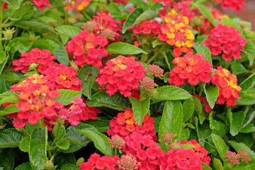 Red, orange, and yellow Lantana camara, also known as wild sage, Bandana Hot Blooded Red, in flower.