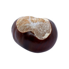 Fresh brown chestnut without shell isolated on PNG background. Autumn harvest, nature design, and thanksgiving projects.