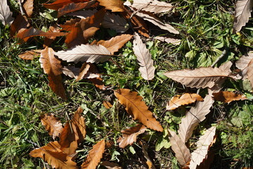 Gefallene Blätter einer Kastanienblättrigen Eiche (Quercus castaneifolia) auf Grasboden im Sonnenlicht