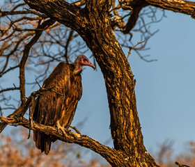 A view of a hooded vulture in a tree  in Kruger national park, South Africa in Springtime