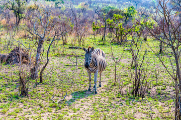 A view of a lone zebra in Kruger national park, South Africa in Springtime