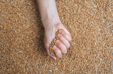 A woman's hand holds numerous grains of wheat in her fist. Concept for Ukrainian farmers exporting agricultural products to Europe.