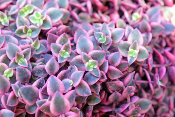 Pink and green trailing Crassula marginata ‘Variegata’ succulent.