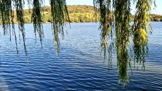 Willow branches hanging over calm water surface at lakeside  