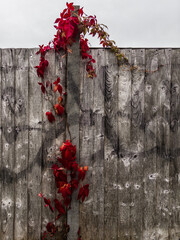 Autumn leaves on a wooden wall