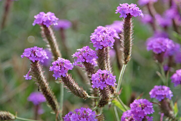 Purple Verbena rigida, slender vervain, in flower.