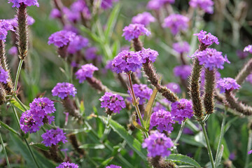 Purple Verbena rigida, slender vervain, in flower.