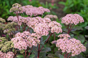 Fototapeta premium Pale pink Hylotelephium ‘Matrona’ also known as a stonecrop or sedum, in flower.