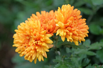Chrysanthemum ‘Dixter Orange’ in flower.