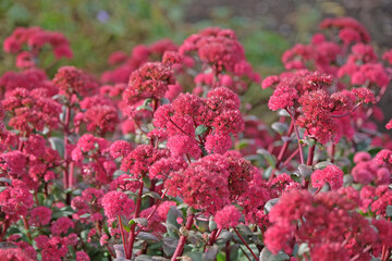 Obraz premium Pink red Hylotelephium ‘Red Cauli’ also known as a stonecrop or sedum, in flower.