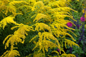 Yellow Solidago ‘Golden Wings’, also known as goldenrod, in flower.
