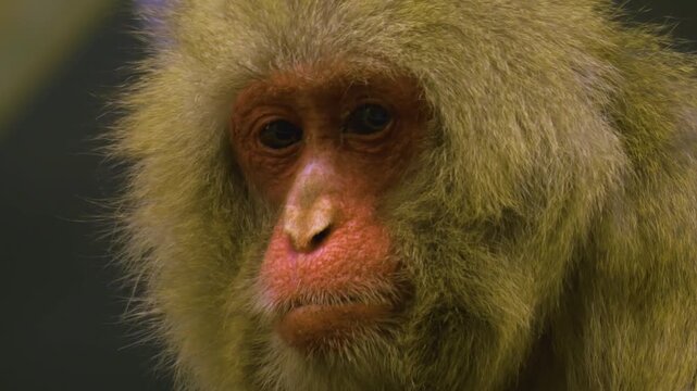 Close up face and head of a macaque monkey looking around