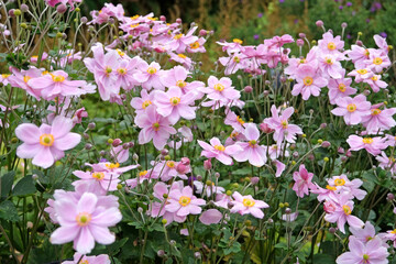 Pale pink Hybrid Japanese anemone ‘Queen Charlotte’ in flower.