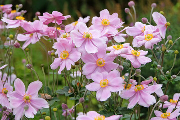 Pale pink Hybrid Japanese anemone ‘Queen Charlotte’ in flower.